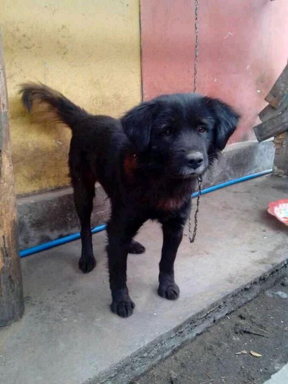 纯纯的土狗,纯纯的小土狗