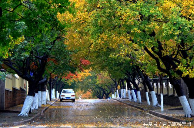 秋天来了我和爷爷奶奶逛公园,秋天八大关