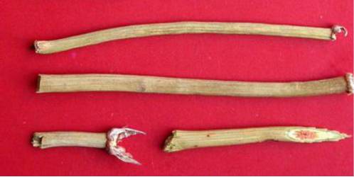 中药麻黄的副作用,中药蜜麻黄的作用