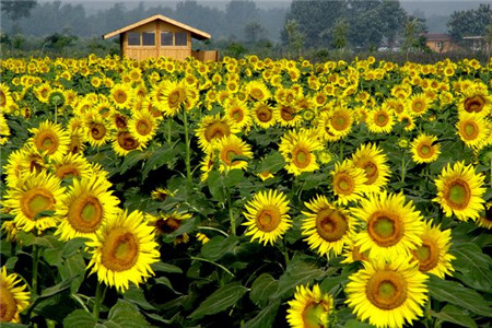 2022上海旅游节活动名单,上海旅游节到什么时候开始