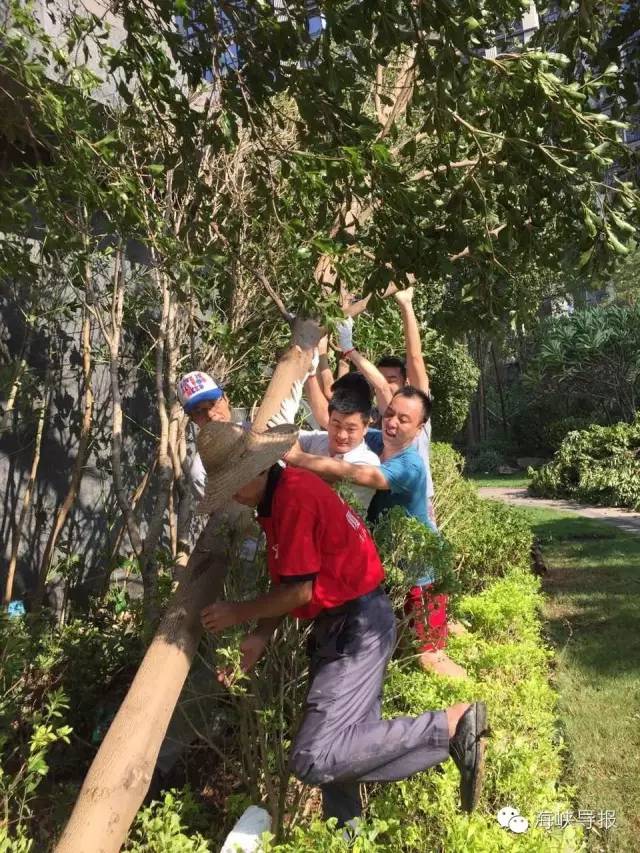 美爆了！台风过后，那些残根断枝竟然这么有用！赶紧学起来...
