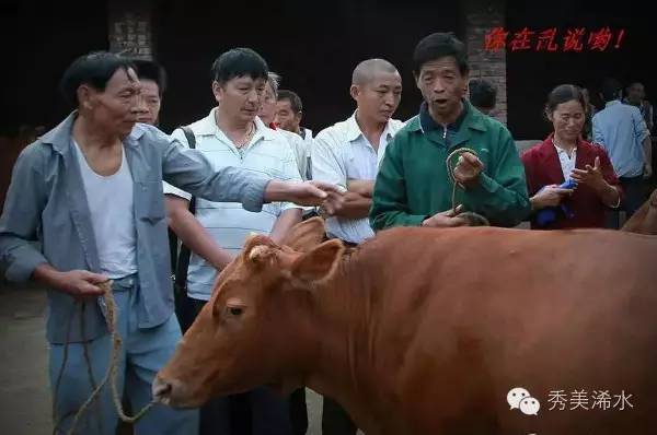 浠世好文细说“打牛鞭”