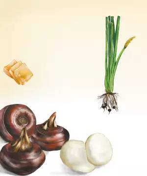 马蹄是种药材吗,马蹄是什么植物果实