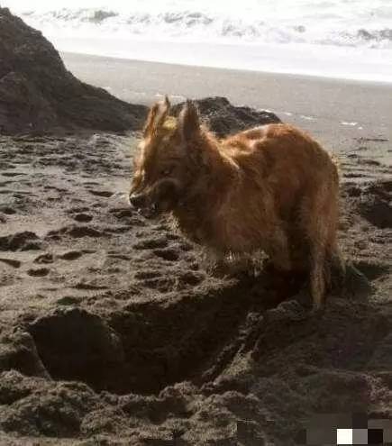 大金毛是真正的暖男,大金毛不愧是大暖男