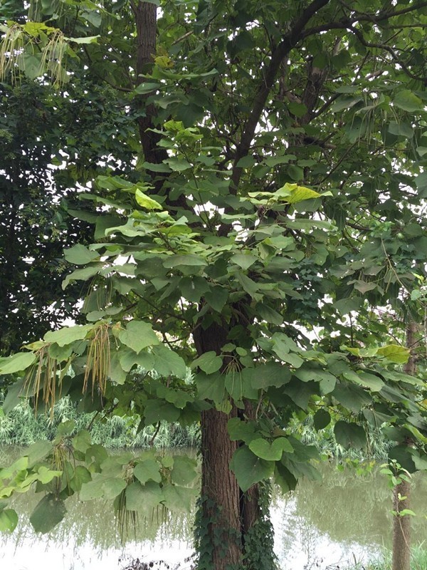 袁庄千年皂角古树,袁庄老古树