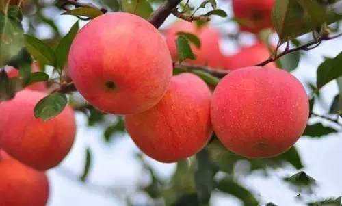 昌平区农业示范园采摘苹果,北京昌平苹果最佳采摘期