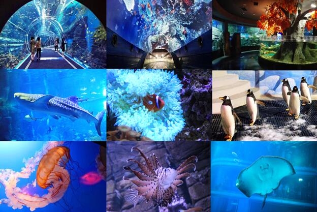 “鱼”国同欢，199元看海坐潜艇!——浩海立方超值海洋游礼献国庆