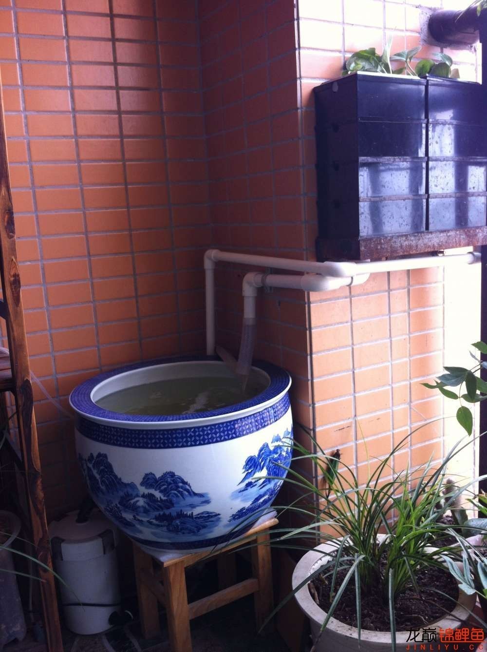 我的锦鲤梦,一直在坚持!