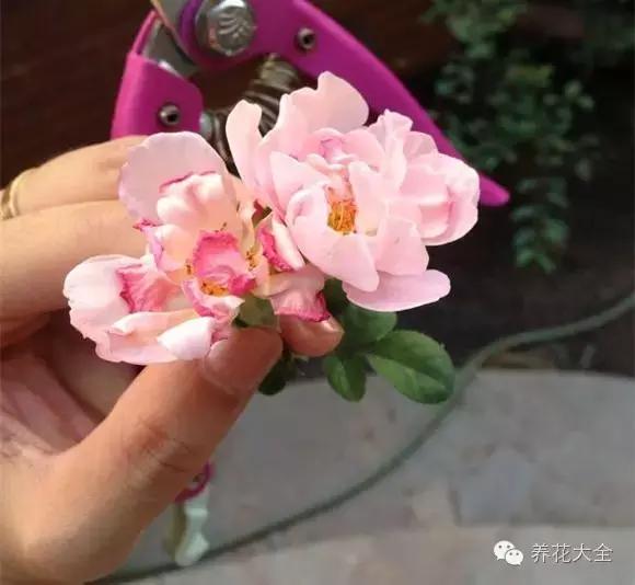 冰淇淋月季快开花的样子 (夏花标准的月季)
