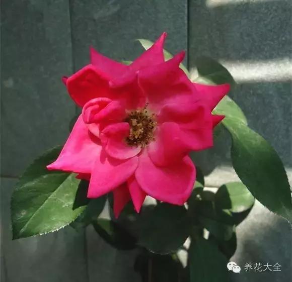 冰淇淋月季快开花的样子 (夏花标准的月季)