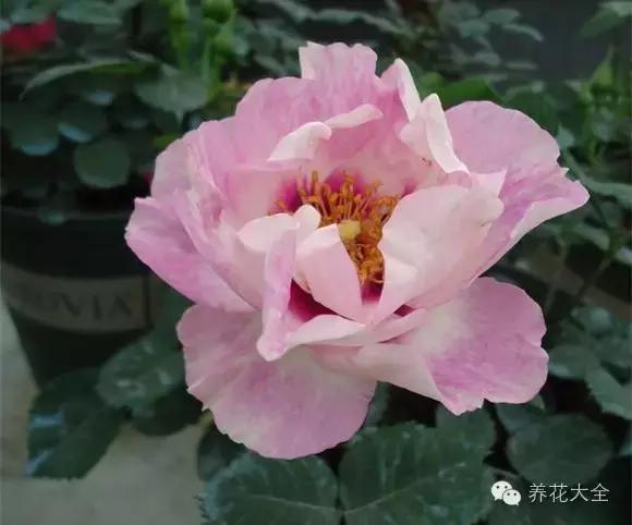 冰淇淋月季快开花的样子 (夏花标准的月季)