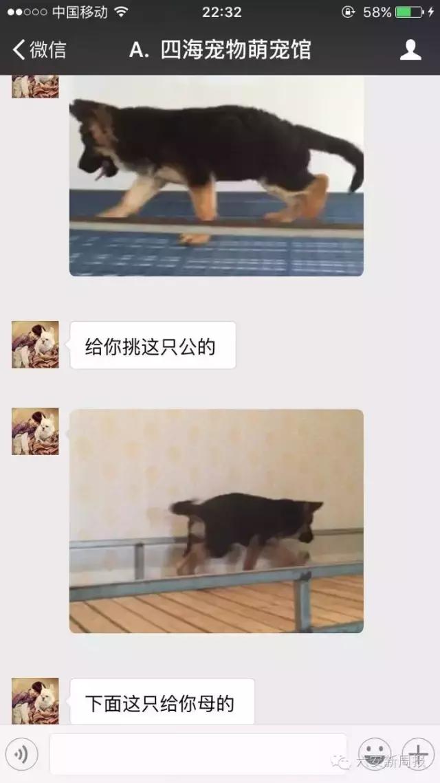 六安男子花4500元从微商买了两只德国牧羊犬，却收到两只土狗