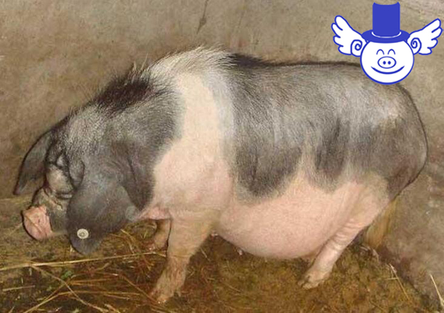 秋季养猪一不小心就猪财两空，注意这四点可帮母猪秋季安胎！