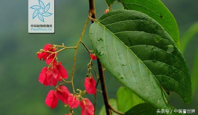 千古毒药，华丽转身为现代治疗类风湿、肾病、肿瘤的良药！