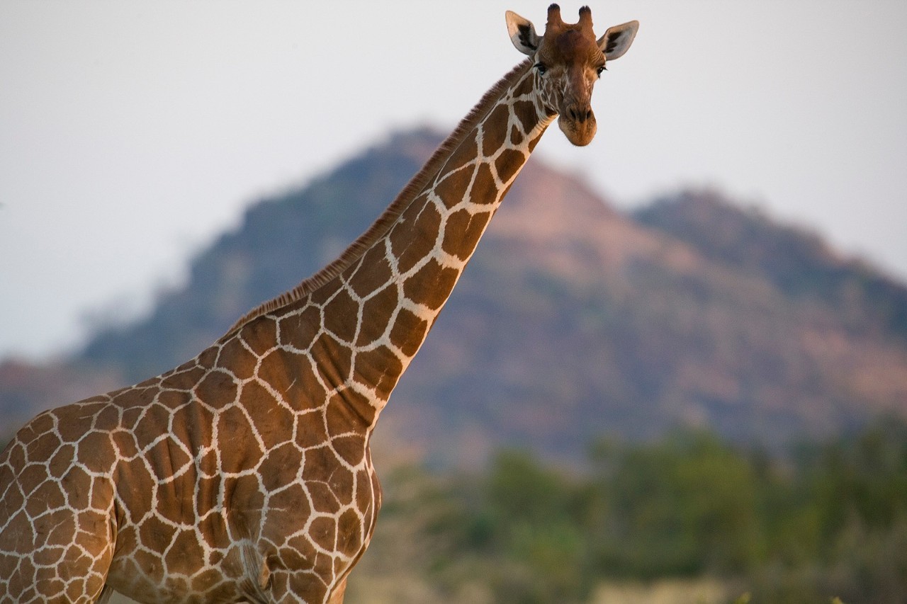 长颈鹿爱刺猬,长颈鹿爱猫头鹰