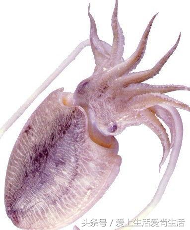 无需洗牙5分钟消除牙垢,不洗牙去除牙垢的实用方法