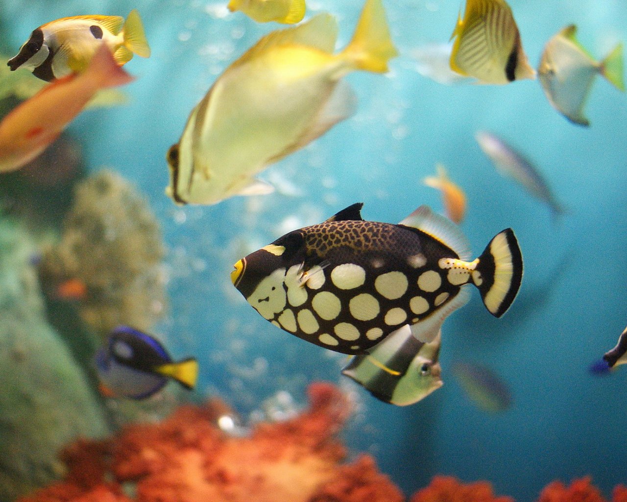 斑马鱼的养殖方法和注意事项,小观赏鱼斑马鱼怎么养好