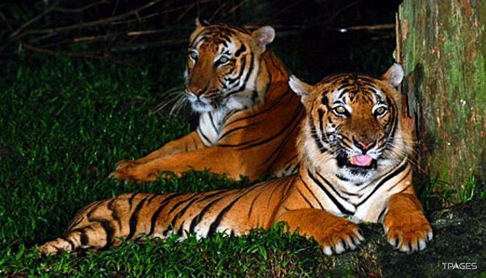 新加坡夜间野生动物园照片,新加坡夜间野生动物园攻略