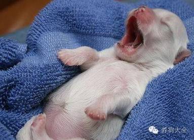 怎么培养狗狗不在家乱叫,如何把狗狗培养成乖乖狗