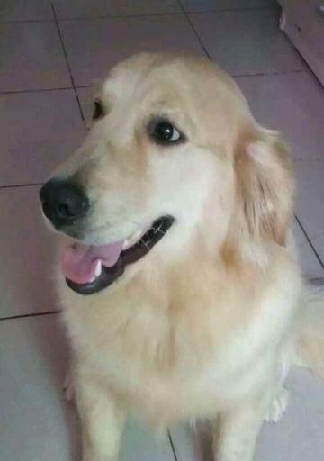 金毛上火怎么办,金毛上火