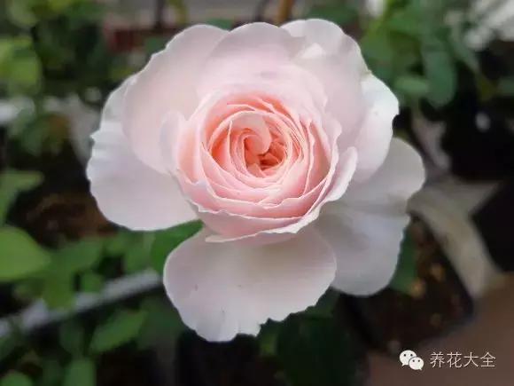 冰淇淋月季快开花的样子 (夏花标准的月季)