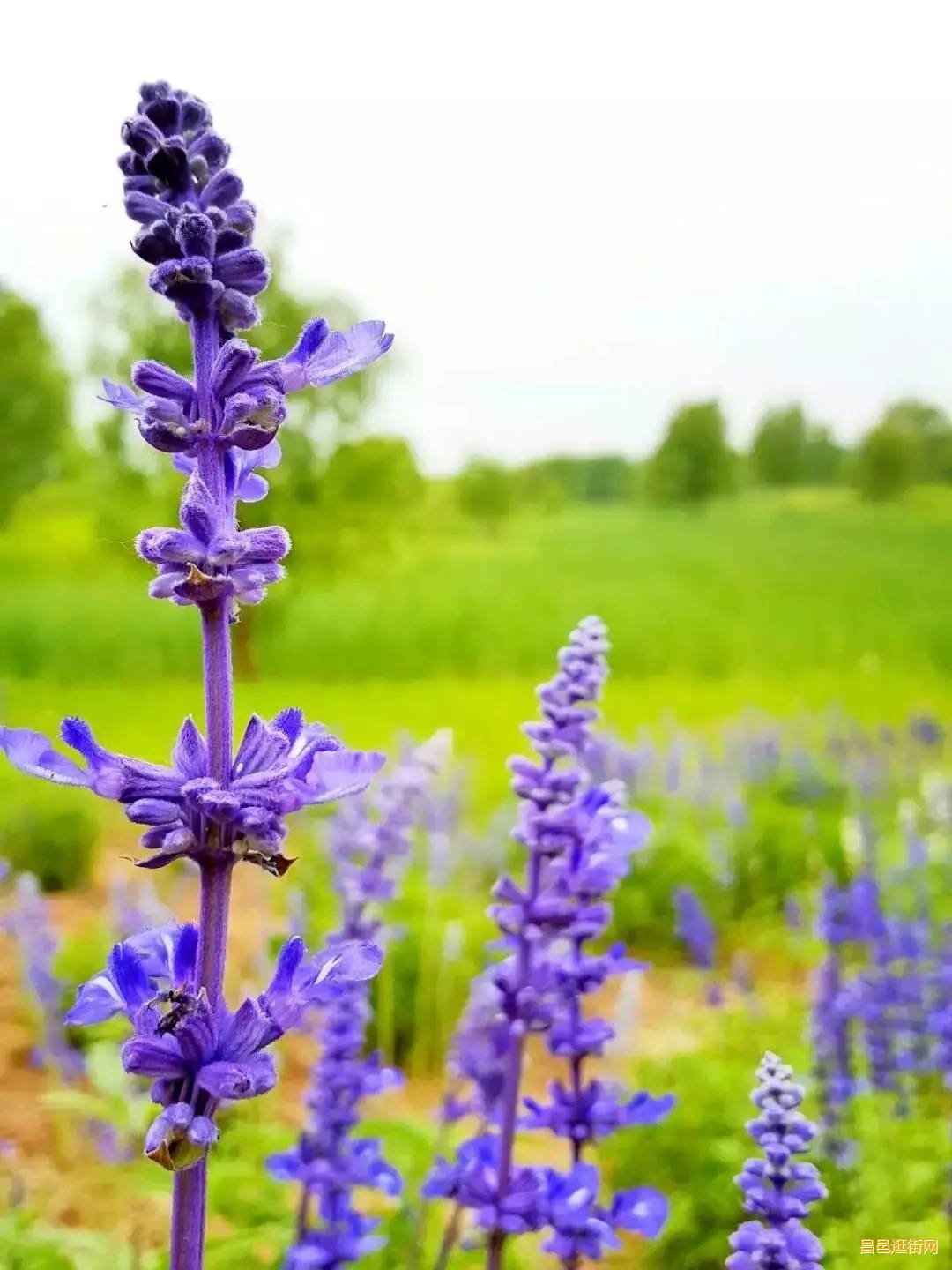潍坊昌邑，一座如此好色之城，我的家乡我骄傲
