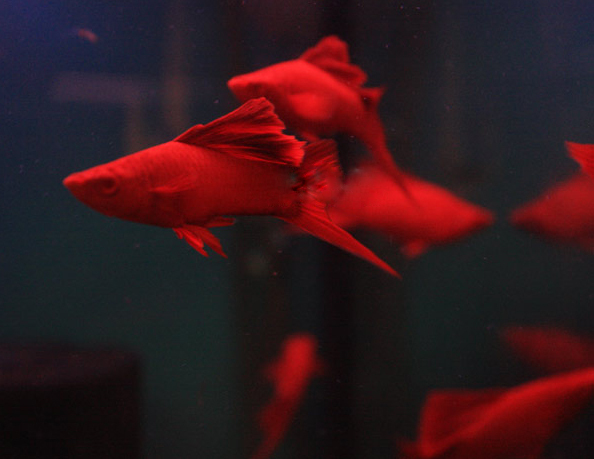 剑尾鱼哪个品种最好养,凤尾热带鱼养殖技术大全