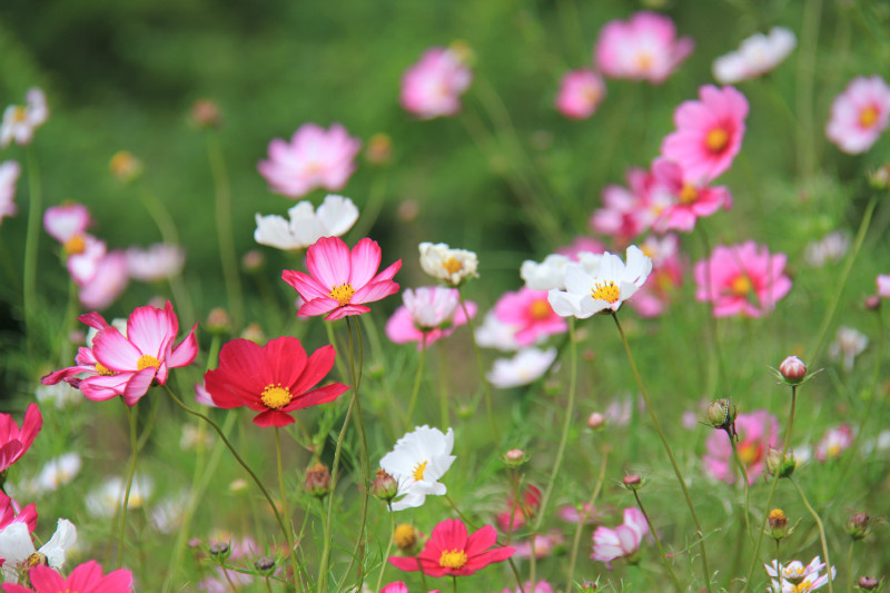 好看花儿的名字有哪些,所有非常美丽的花儿名字