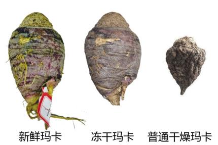 科普植物玛卡,玛卡切开后颜色有些黑