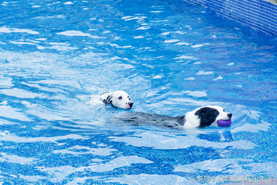 一千平室外宠物乐园,拥有数百只流浪猫的猫咪公园