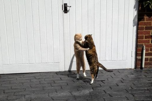 俩猫打架两败俱伤,俩猫打架怎么办