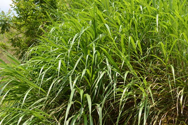 农村满地的野草都是宝,农村到处都是宝完整版