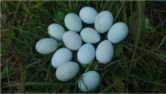 目前比较火的绿壳鸡蛋,绿壳乌鸡蛋与普通鸡蛋的区别