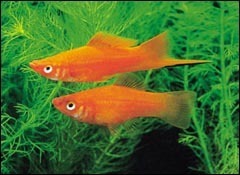 剑尾鱼哪个品种最好养,凤尾热带鱼养殖技术大全