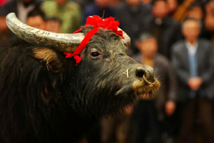 与众不同的斗牛,斗牛精神的魅力