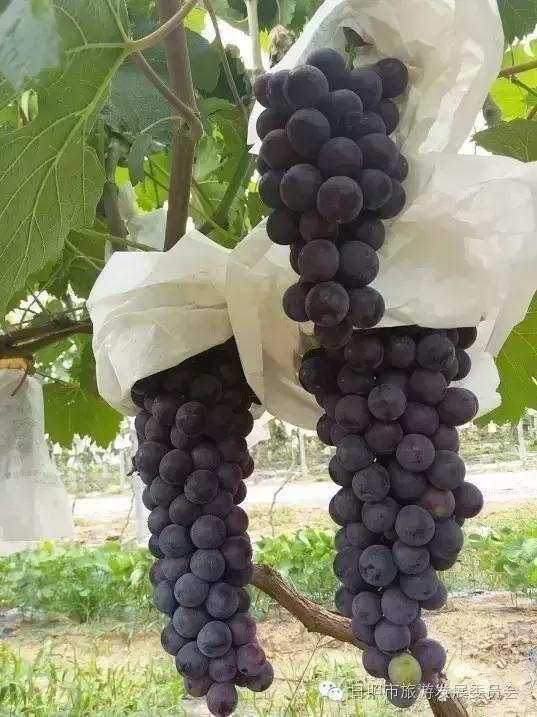 国庆黄金周，我们为您奉上日照旅游饕餮盛宴！