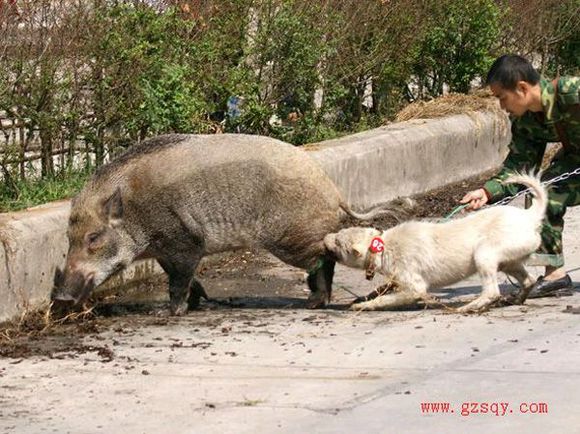 下司猎犬打猎野猪视频,猎犬下司实战打猎视频