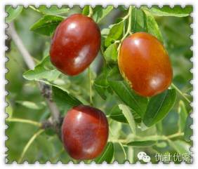 品尝山西红枣游览三晋名胜