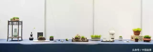 哪些野草适合微型盆景,小品盆景和微型盆景有区别吗