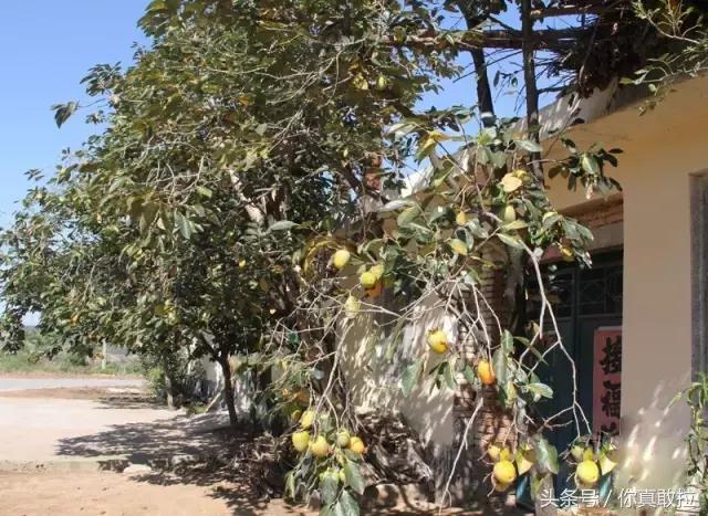 山东临沂平邑县的柿子怎么样,临沂哪里可以采摘新鲜铁皮柿子