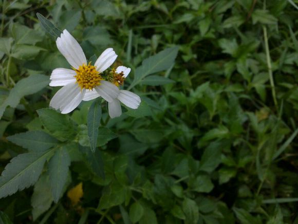 老款诺基亚n9,诺基亚n9还能用吗