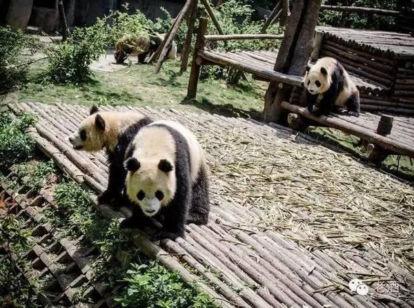 大熊猫越来越少是什么原因,大熊猫为什么是黑眼圈呢