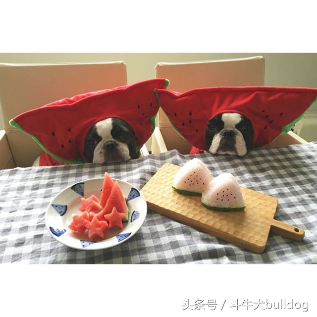 法国斗牛犬它的最大特点,法国斗牛犬性格特点