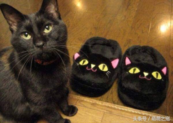 猫抓蜜蜂被蛰,被蜜蜂蛰了蒙鼻子的猫