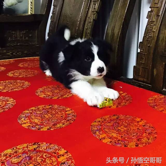 那些年我们养的萌宠,最聪明的边境牧羊犬好养不