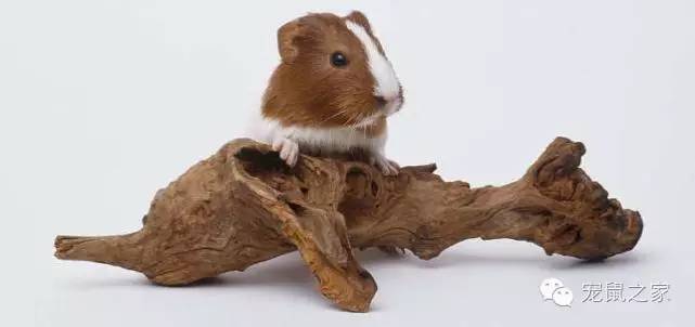 豚鼠各类饲养装备优缺点汇总之上篇