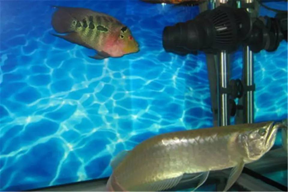 怎么养才能让罗汉鱼变色,养好罗汉鱼的6个技巧