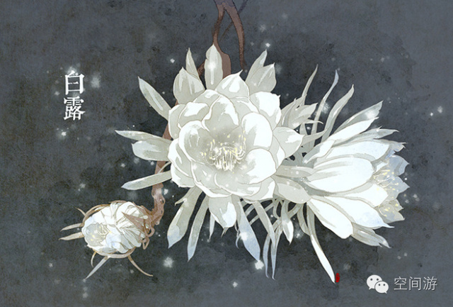 阳台向西种点什么,朝西阳台什么植物好养活