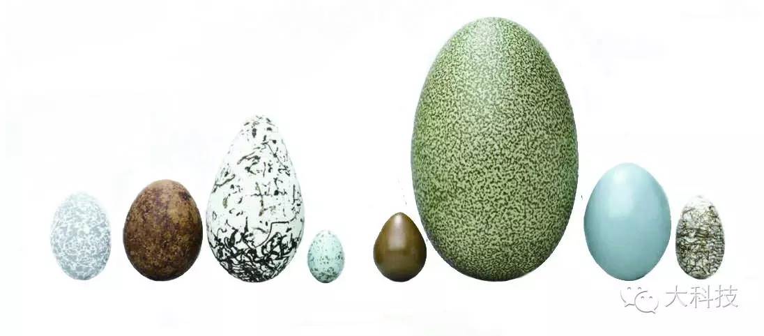 蛋壳里的世界,蛋壳的奇妙旅行