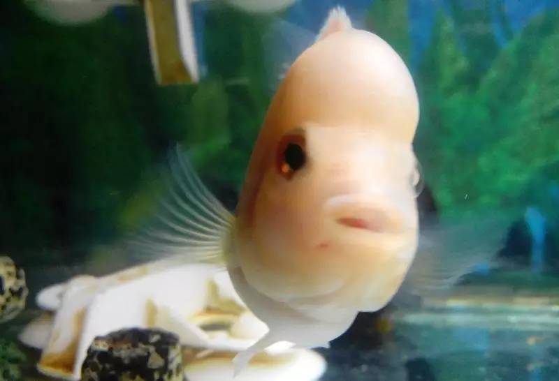 怎么养才能让罗汉鱼变色,养好罗汉鱼的6个技巧